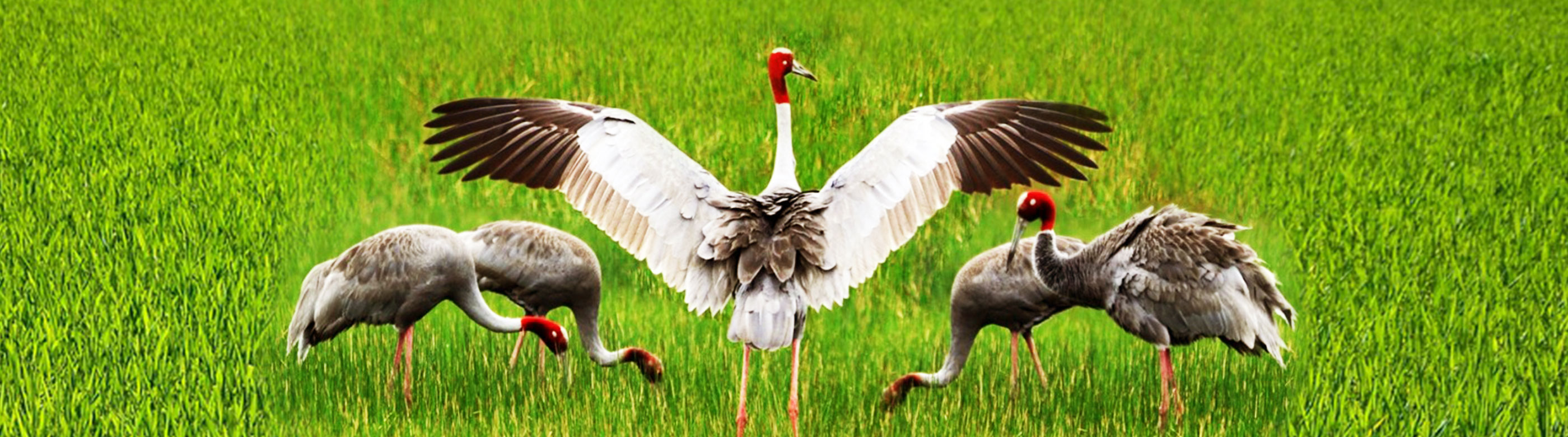 Project for the Conservation and Development of the Sarus Crane in Tràm Chim National Park