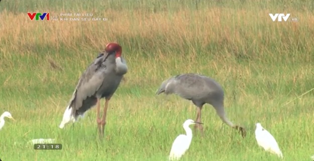 Documentary: When the Cranes Fly Away