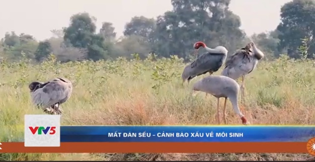 When the cranes do not return to the wetlands