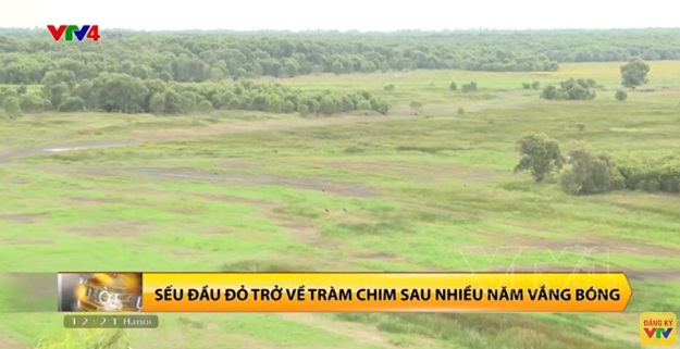 Tram Chim: Sarus cranes return after many years of absence