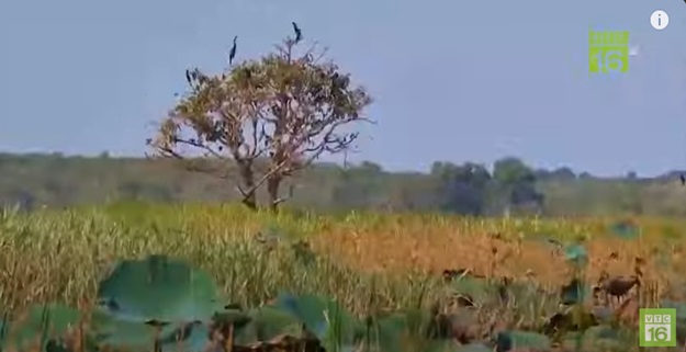 Why are Sarus cranes no longer coming to Tram Chim National Park?